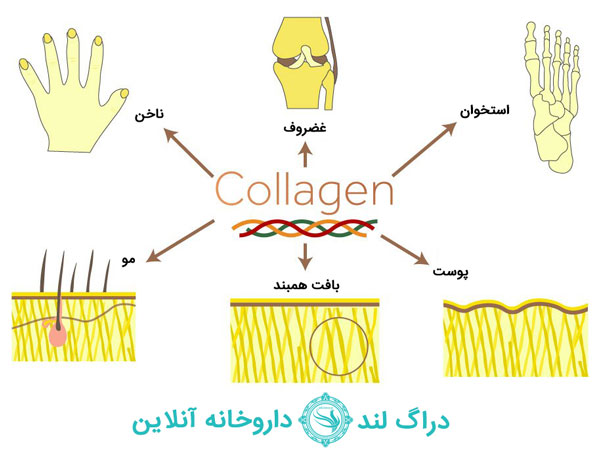کلاژن در قسمتهای مختلف بدن
